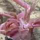 A blind deep-sea lobster, spotted at Northwest Guam Seamount.